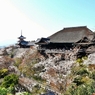 京都 清水寺 桜