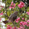 寒緋桜のヒヨドリ