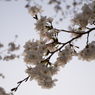 桜2