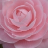 華やか