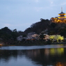 三溪園の夜桜2013