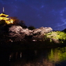 三溪園の夜桜2013年3月23日