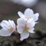 sakura_up