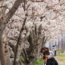 桜の木の下で♡