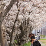 桜の木の下で♡