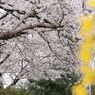 国立駅サクラ