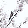国立駅サクラ