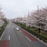 国立駅サクラ
