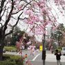 国立駅サクラ