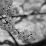 SAKURA 2013_2