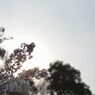 SAKURA 2013_3