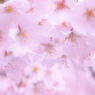 満開の桜