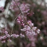 枝垂れ桜＠今川公園