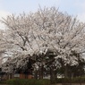 桜＠今川公園