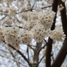 白蛇っぽい桜。