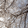 桜＠今川公園
