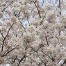 桜＠今川公園