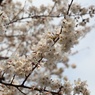 桜＠今川公園