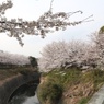 川沿いの満開桜