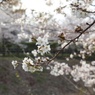 川沿いの満開桜