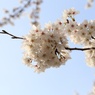 川沿いの満開桜