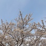 川沿いの満開桜