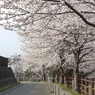 街と桜の調和
