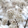 2013年の桜の締め