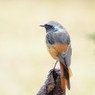 DSC_1204ジョウビタキ