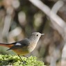 DSC_1328ジョウビタキ