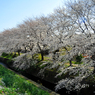 千本桜_6