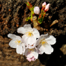 千本桜_7