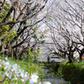 千本桜_9