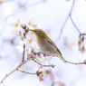 上飯田｜桜とメジロ