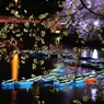 千鳥ヶ淵　夜桜　ボート