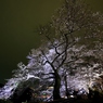 千鳥ヶ淵　夜桜