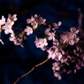 YASUKUNI #14