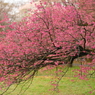 小金井の桜1