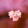 小金井の桜2