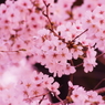 小金井の桜3