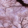 小金井の桜4