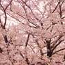 小金井の桜5