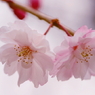 小金井の桜6