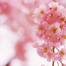 小金井の桜7
