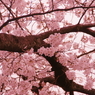 小金井の桜8