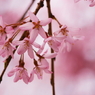 小金井の桜9