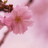 小金井の桜10
