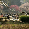 三ッ池公園