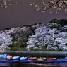 千鳥ヶ淵の夜桜　４
