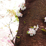 幹から咲いた桜